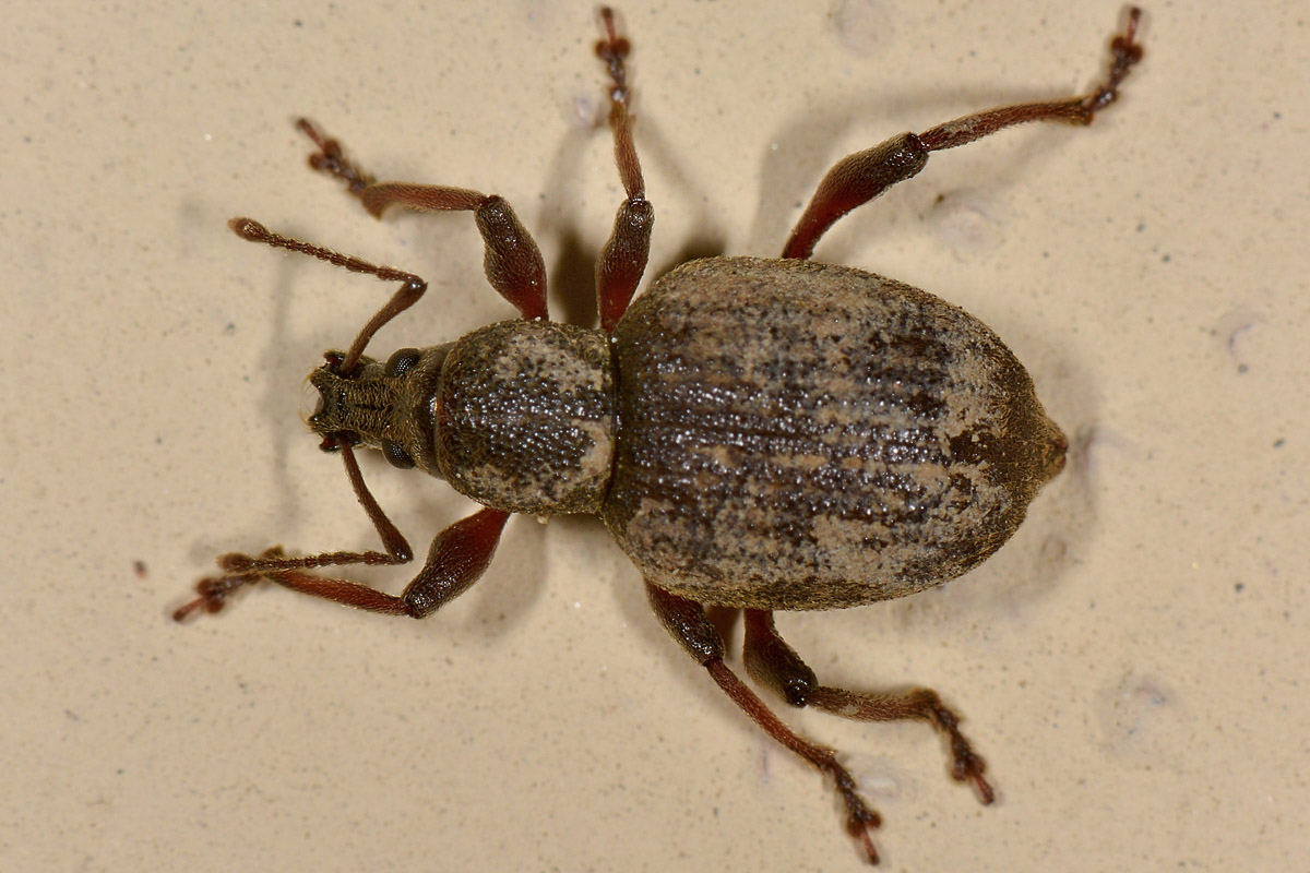 Curculionidae: Dodecastichus geniculatus, femmina